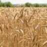 Якість перших партій врожаю 2021 гірше, ніж в минулому році