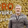 ProСушка: Як сушити нішеві культури