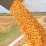 Вольногорский элеватор принял первую партию кукурузы
