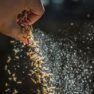 Введение инструкции по учету зерна